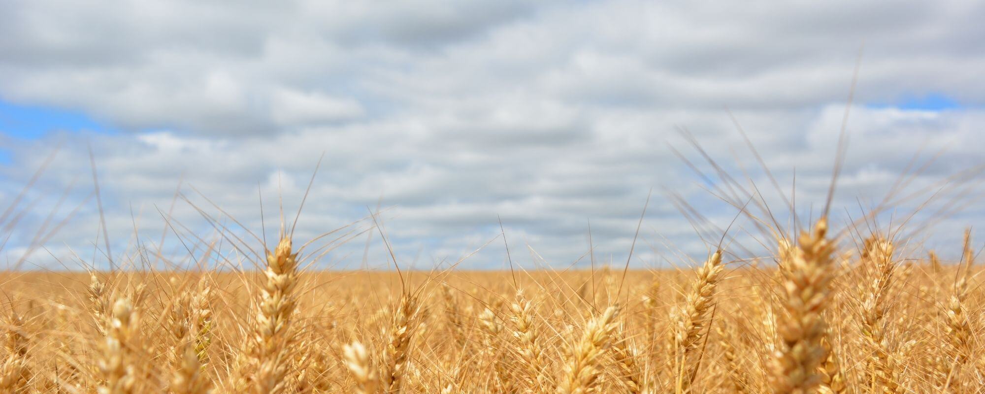 Aguia Resources’ phosphate fertiliser excels in wheat crop testing